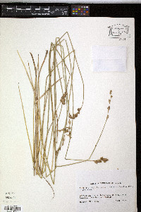 Carex longii image