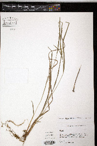 Carex manhartii image