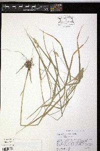 Carex muskingumensis image