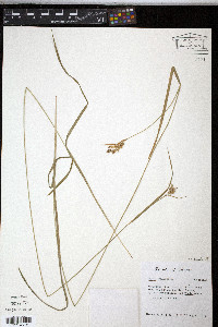 Carex pallescens image