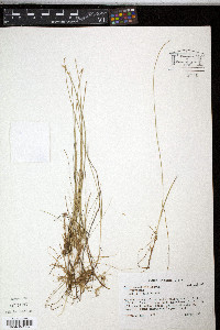 Carex pauciflora image