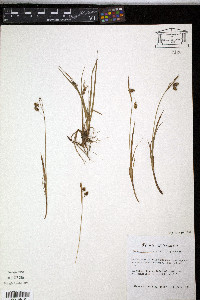 Carex paupercula image