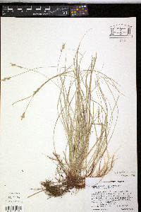 Carex physorhyncha image