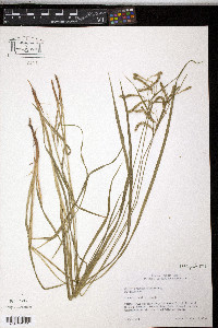 Carex prasina image