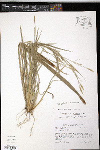 Carex radfordii image