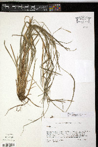 Carex radfordii image