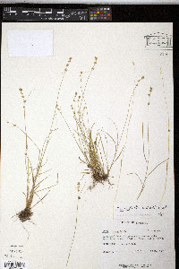 Carex radiata image