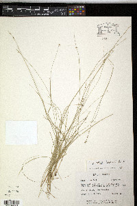 Carex radiata image