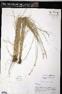 Carex radiata image