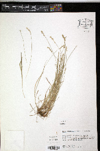 Carex retroflexa image