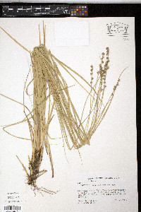 Carex ruthii image