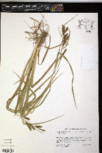 Carex scabrata image