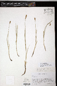 Carex siccata image