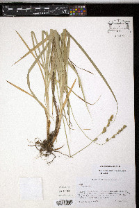 Carex sparganioides image