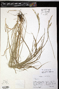 Carex sprengelii image