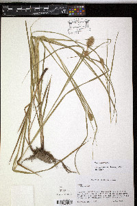 Carex squarrosa image