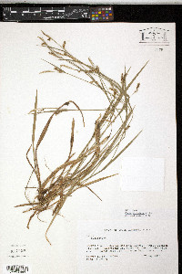 Carex striatula image