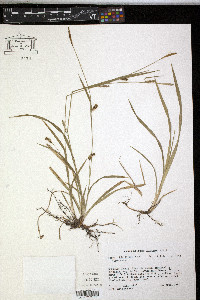 Carex styloflexa image