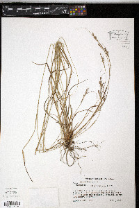 Carex swanii image