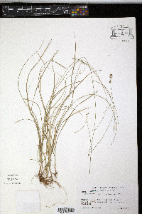 Carex texensis image