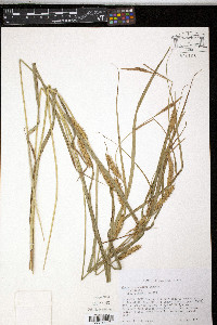 Carex trichocarpa image