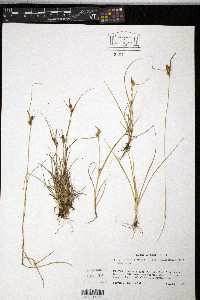 Carex viridula image