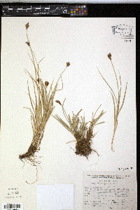 Carex orizabae image