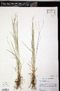 Carex woodii image