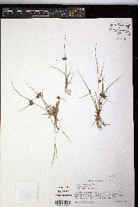 Cyperus bipartitus image