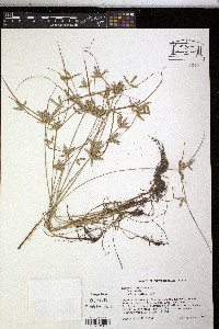 Cyperus compressus image