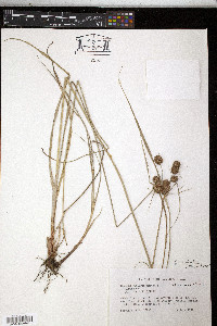 Cyperus echinatus image