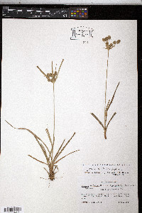 Cyperus echinatus image