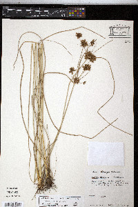 Cyperus elegans image