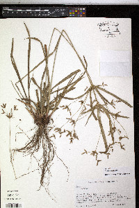 Cyperus laxus image