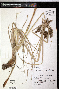 Cyperus ligularis image