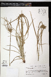 Cyperus entrerianus image