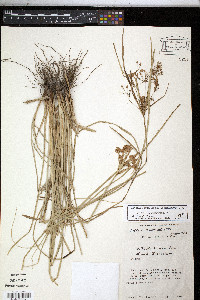 Cyperus ochraceus image