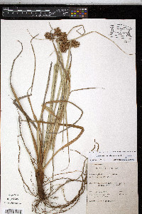 Cyperus planifolius image