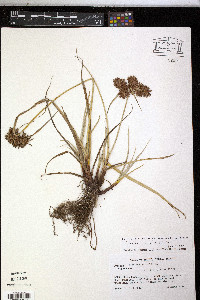 Cyperus planifolius image