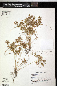 Cyperus polystachyos var. texensis image