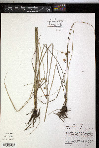 Cyperus pseudovegetus image