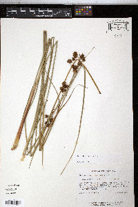 Cladium mariscoides image