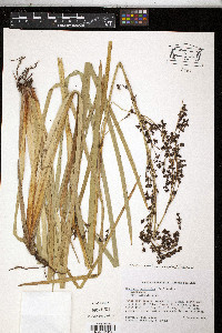 Cladium restioides image