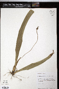 Carex fraseriana image