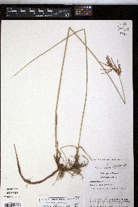 Cyperus articulatus image