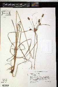 Cyperus retrorsus image