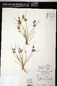 Cyperus squarrosus image