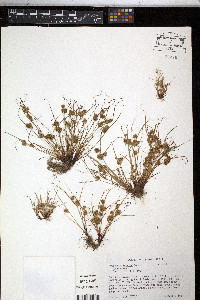 Cyperus squarrosus image