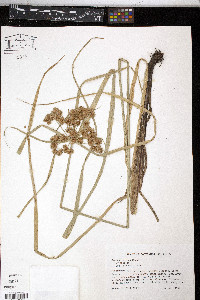 Cyperus virens image