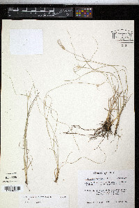 Rhynchospora floridensis image